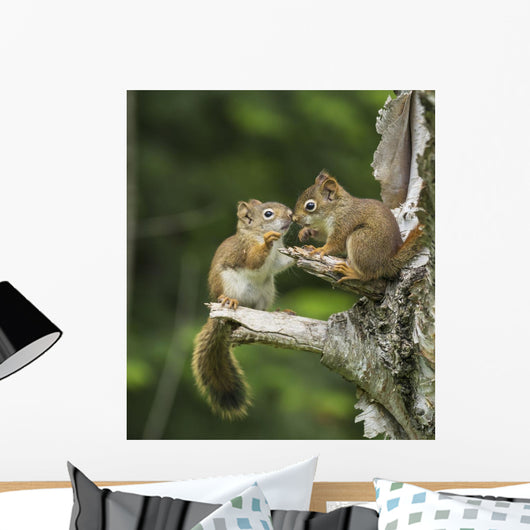 Two Red Squirrels Playing In A Tree Wall Mural