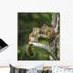 Two Red Squirrels Playing In A Tree Wall Mural