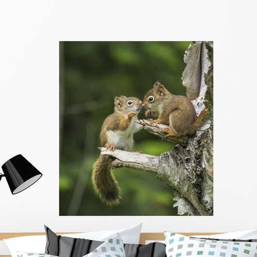 Two Red Squirrels Playing In A Tree Wall Mural