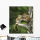 Two Red Squirrels Playing In A Tree Wall Mural