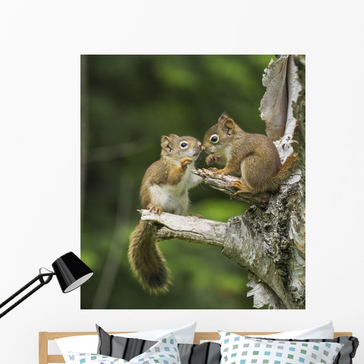 Two Red Squirrels Playing In A Tree Wall Mural