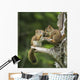 Two Red Squirrels Playing In A Tree Wall Mural