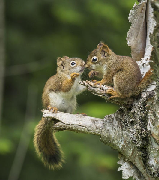Two Red Squirrels Playing In A Tree Wall Mural