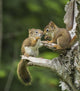 Two Red Squirrels Playing In A Tree Wall Mural