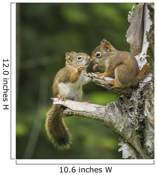 Two Red Squirrels Playing In A Tree Wall Mural