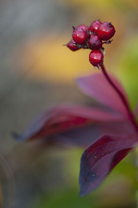 Marco of High bush cranberries in Fall along the Denali highway Wall Mural