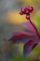 Marco of High bush cranberries in Fall along the Denali highway Wall Mural