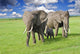 Elephants Masai Mara Park