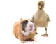Duckling and Guineapig Wall Decal