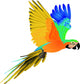 Blue macaw parrot in flight Wall Decal