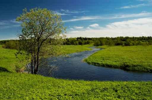 Tree River Wall Decal