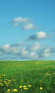 Field and Blue Wall Decal