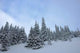 Snow Trees Wall Decal