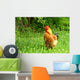 Rhode Island Red Rooster Wall Mural