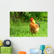 Rhode Island Red Rooster Wall Mural