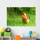 Rhode Island Red Rooster Wall Mural