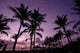 Coconut Tree Sunrise Wall Decal