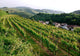 Top Mountains Kaiserstuhl Vineyards