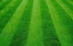 Grass Wall Decal Design 3