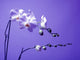 Orchid Wall Mural