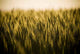 Heads Golden Grain Stretch Wall Decal
