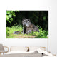Timberwolf Wall Mural