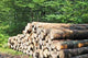 Tree Trunks Wall Decal