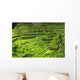 Rice terrace in Bali Wall Mural
