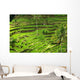 Rice terrace in Bali Wall Mural