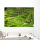 Rice terrace in Bali Wall Mural