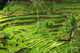 Rice terrace in Bali Wall Mural