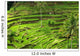 Rice terrace in Bali Wall Mural