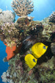 Tropical Coral Reef Fish