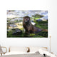 Otter Wall Mural