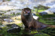 Otter Wall Mural