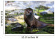 Otter Wall Mural