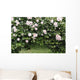 Archway of roses and ivy Wall Mural