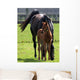Mare and Foal