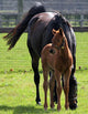 Mare and Foal
