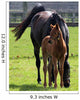 Mare and Foal