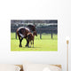 Horses out for Walk