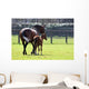 Horses out for Walk