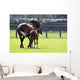 Horses out for Walk