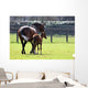 Horses out for Walk
