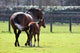 Horses out for Walk
