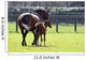 Horses out for Walk