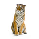 tigre assis Wall Decal