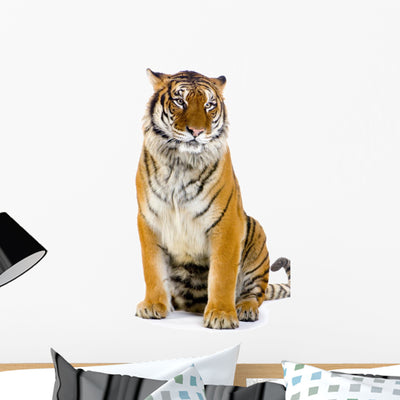 Tiger Assisi Wall Decal shown on a wall