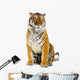 Tiger Assisi Wall Decal