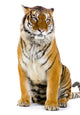 Tiger Assisi Wall Decal